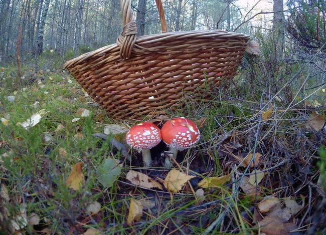 Мухомор в лесу под Спб, Карельский перешеек