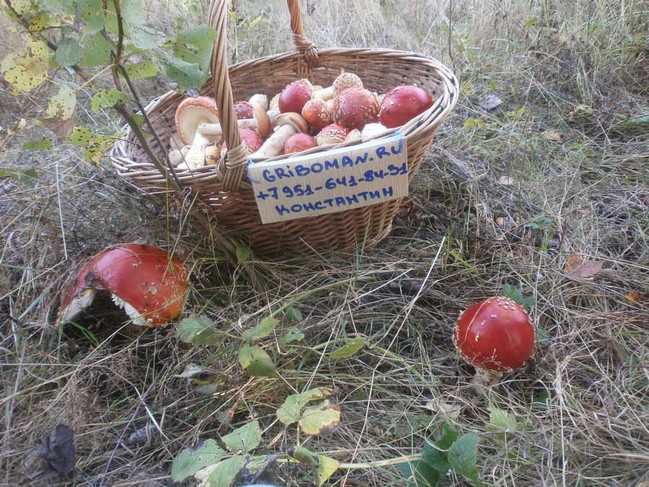 Мухоморы красные, мухоморы пантерные