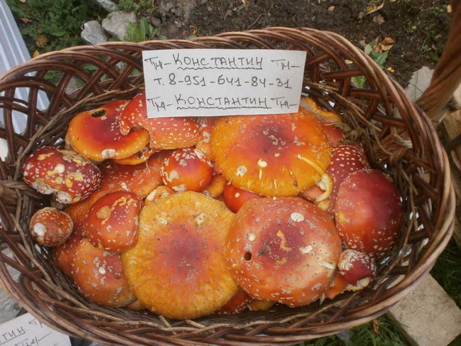 Красные мухоморы Спб, на Карельском перешейке